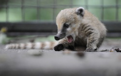 Baby Coatimundi sooooooooooooooo fucking cuute. <3 