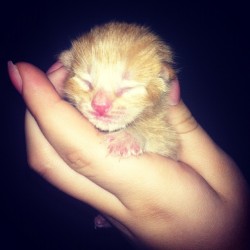 her-royal-bitchassness:  first time mommy let me hold one! #cat