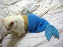 trilithbaby:  awklicious:  its a catfish  Omg  *dies*