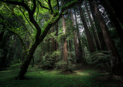  muir woods, californie by François Hogue on Flickr. 