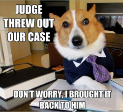 megustamemes:  Lawyer Dog meme