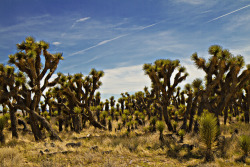 gamersincepong:  Joshua Tree Field on Flickr. Via Flickr: Lancaster,