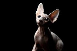 89cats:  Alma - The Sphynx by Jedi Grand Master Yoda on Flickr.