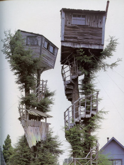 amyfaye11:  Well I always wished for a tree house at a young