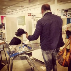 Ikea Family #ikea#igerspadova #italy#sweden#dog (Scattata con