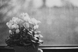 fleur morbide