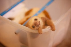 weedpeacelovecraft:  Anybody in the mood for a baby sloth? 