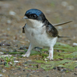 iguanamouth:  euclase:House martins are the cutest because they