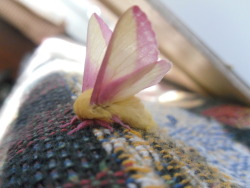 bluekitsune:  luna-m0th:  A shy Rosy Maple moth  how gay can