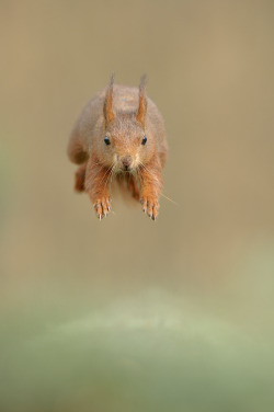 magicalnaturetour:   “Incoming!!!!” by Edwin Kats ~ Happy