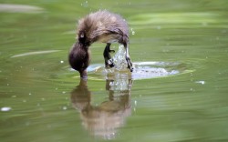 fairy-wren:  tufted duck chick (photo by nigel cox)  @AdorableBipolar