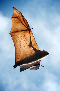 theanimalblog:  flying fox / bat 
