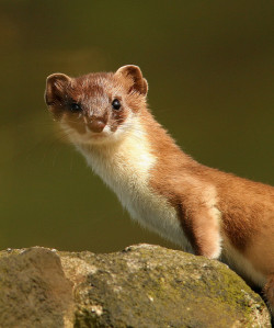 magicalnaturetour:  Stoat by jenny*jones on Flickr. :) 