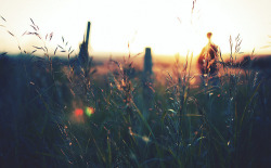 Sweet Escape