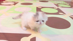 Just Funny Pictures