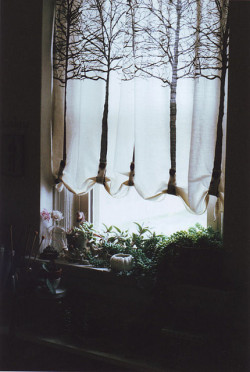 organicgirlca:  tree curtain by imaginary animal on Flickr. 