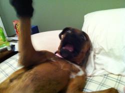 lulz-time:  Girlfriend decided to put a sock on my dogs foot,
