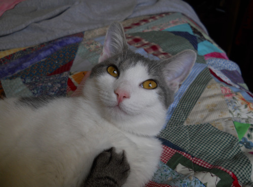 cuddlyxmedics:  So, a few people wanted to see Kiki, and how she’s grown up. She’s pretty much getting to be the size she should be, but she is still very much an active kitten. Kiki is the mostly white cat, Yuki is my eldest cat— 2 year old Siamese