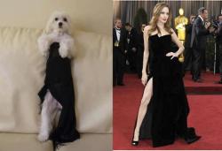 VOCÊ NUNCA SERÁ MAIS SEXY QUE O DOG, POBRE ANGELINA!