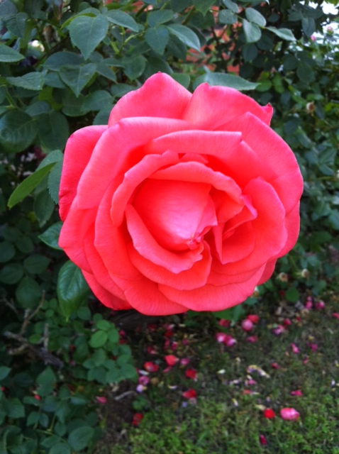 Rose in my moms garden