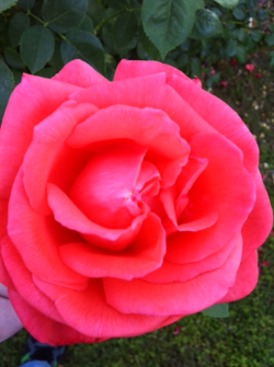 Rose in my moms garden,snapped this pic yesterday with an iphone