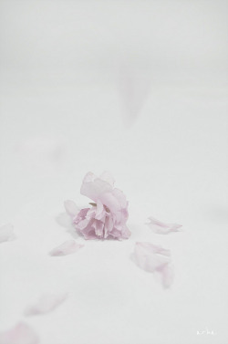 arha-blossom:  Cherry-blossoms-were-scattered-1 by © 2012 arha