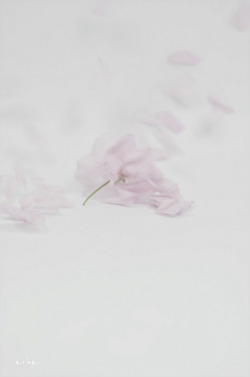 arha-blossom:  Cherry-blossoms-were-scattered-2 by © 2012 arha