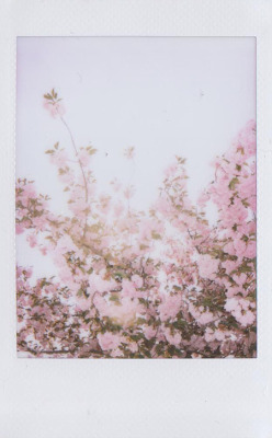 vanilla-daisies:  flowers make the best polaroids  