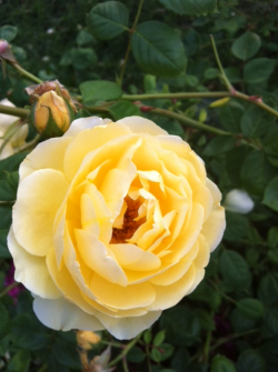 Yellow roses from my grandmas garden,took these tonight via the