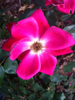 Last one,pink flower from my grandmas garden.