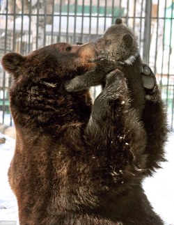 magicalnaturetour:   The doting father bear who can’t help