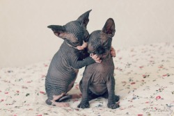 hatterandahare:  nope. i havent forgotten how awesome sphynx