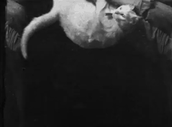 slobbering: autarque:  Falling Cat, Étienne-Jules Marey, 1894