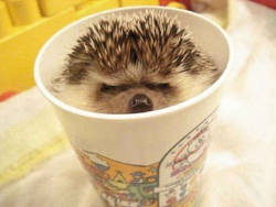 days-of-apathy:  You better not take my cup away its mine! 