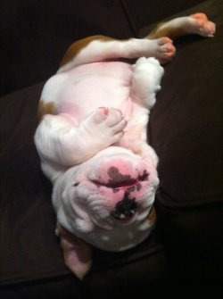 English Bulldog Love