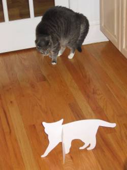 cat-pictures-blog:  I put a cardboard cat in front of my cat,