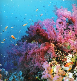 rachelnoellewestrick:  katietheshrimp:  Great Barrier Reef  I