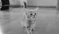 meow~