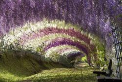 Japanese Wisteria Tunnel   These photos were taken at the Kawachi