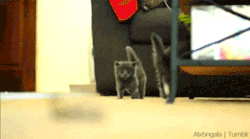 thefrogman:  I meant to do that. 