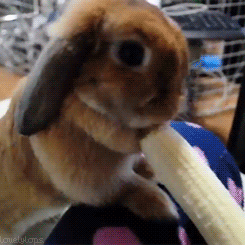 mcavoyhasladyhips:  #this is a bunny eating a banana #this is