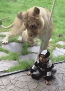 the-absolute-funniest-posts: maybe the lion thinks he’s a tasty