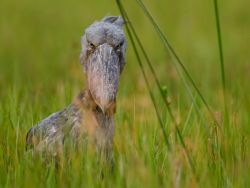 theanimalblog:  The shoebill is a bizarre bird, named because