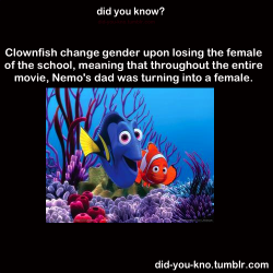 did-you-kno:  Clownfish schools usually have one alpha male and
