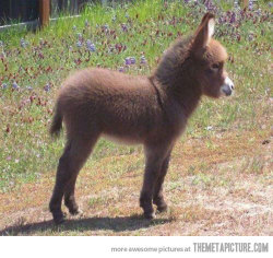 weredoingwell:  baby donkey <3 