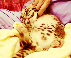 littleanimalgifs:  Had a stressful week? Here’s a baby tiger!
