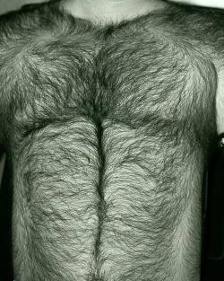 backfur:  Follow www.backfur.tumblr.com for your daily fix of HAIRY/BEEF/FURRY/DADDY 