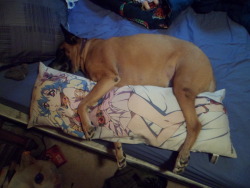 littlesipbigsip:  my dog is a shameless otaku 