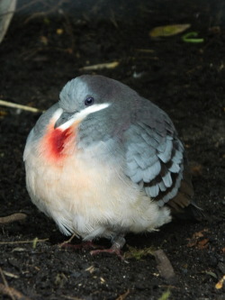 fat-birds:  kayfabefriend: Luzon Bleeding Heart  omg precious