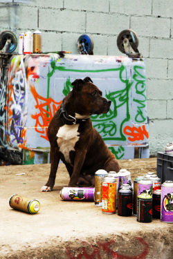 fe-ijoa:  guarding the spraycans 